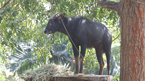 Serow Stock Footage 35864808