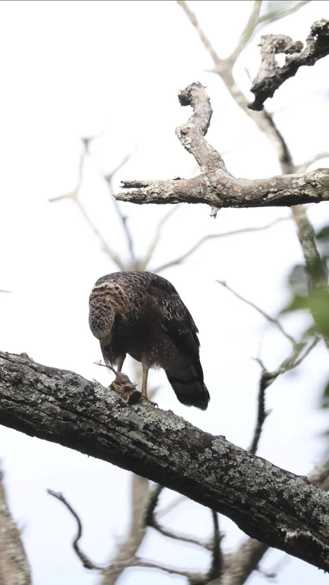 Serpant eagle feeding on chick 库存影片 311731692