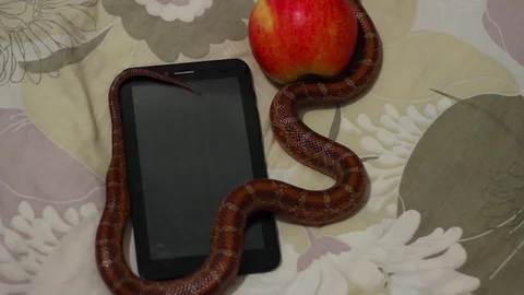 A serpent crawls along the ipod next to an apple Stock-Footage 74421732