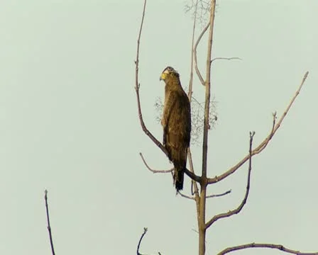Serpent Eagle at Gir Forest India Stock Footage 11318028