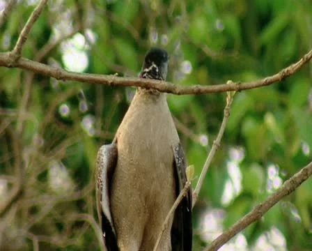 Serpent Eagle at Gir Forest India Stock Footage 11318886