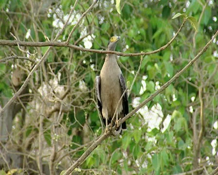 Serpent Eagle at Gir Forest India Stock Footage 11319015