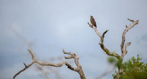 Serpent eagle perch high on a bare dry tree against the gloomy dark skies. Stock Photos