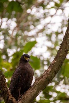 A serpent eagle sitting on a branch of a tree. Foto stock