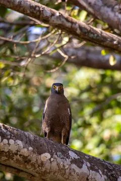 A serpent eagle sitting on a branch of a tree. Stock Photos