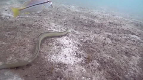 Serpent eel Snake Eel on morning swim Feeding in the sandy bottom Stock Footage 158985667