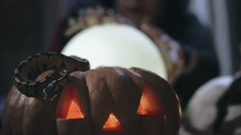 Serpent lying on pumpkin with seer sing crystal ball on background Stock Footage 136889893