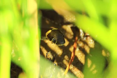 A serpent lying in wait Stock Photos