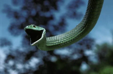 SERPENT philothamnus semivariegatus Stock Photos