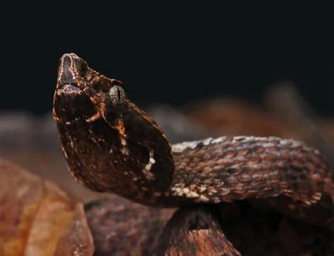 Serpent Stock Photos