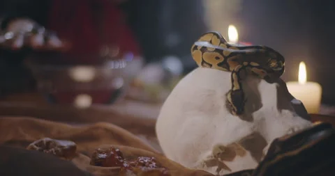 Serpent sleeping on human skull on table with stones and candles Stock Footage 136882439