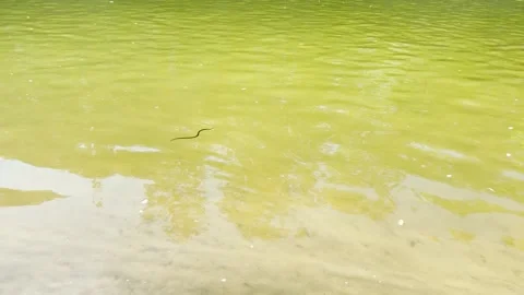 Serpent slithering through the lake, smooth reptile in nature, ominous presence Stock Footage 307772811