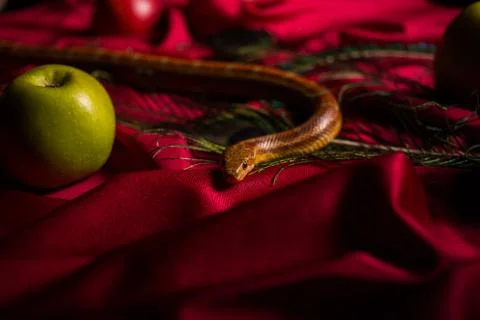 The serpent tempter on the table with apples 스톡 사진