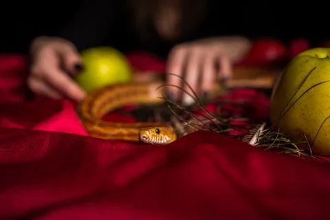 The serpent tempter on the witch's table Stock Photos