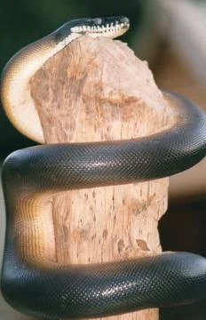 Serpiente enroscada en tronco de madera Stock Photos