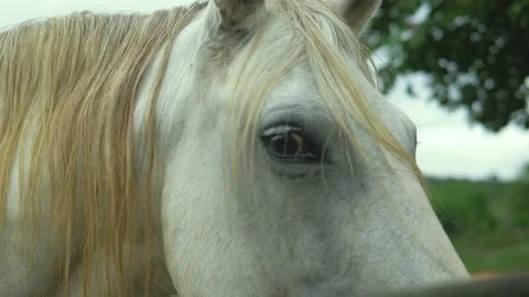 Serra do Tabuleiro State Park in Minas Gerais Stock-Footage 166921839