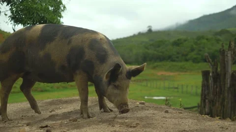 Serra do Tabuleiro State Park in Minas Gerais Stock-Footage 166923936