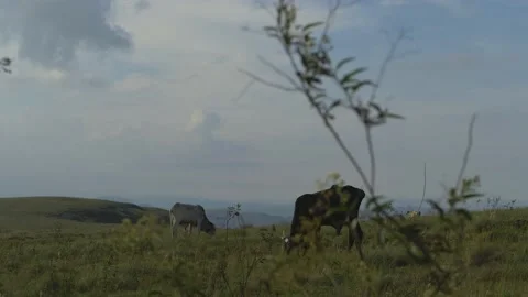 Serra do Tabuleiro State Park in Minas Gerais Stock Footage 166925282