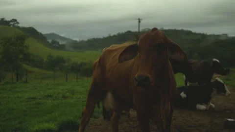Serra do Tabuleiro State Park in Minas Gerais Stock Footage 166925303