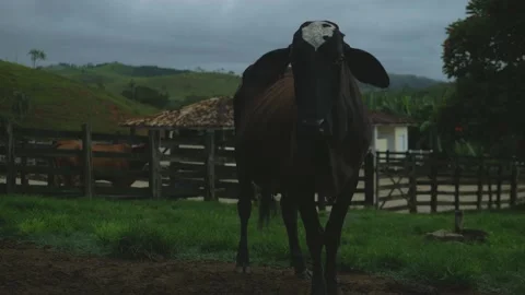 Serra do Tabuleiro State Park in Minas Gerais Stock Footage 166925347