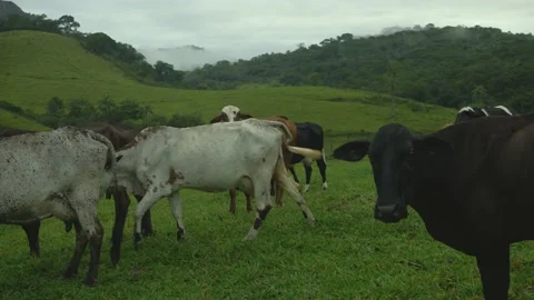 Serra do Tabuleiro State Park in Minas Gerais Stock Footage 166925378
