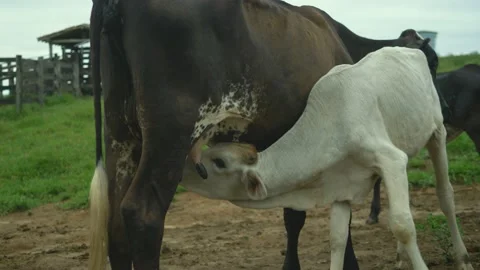 Serra do Tabuleiro State Park in Minas Gerais Stock Footage 166925402