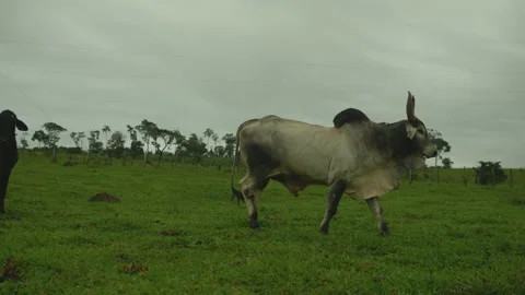 Serra do Tabuleiro State Park in Minas Gerais Stock Footage 166925416