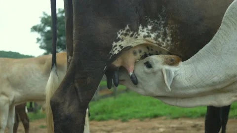Serra do Tabuleiro State Park in Minas Gerais Stock-Footage 166925428