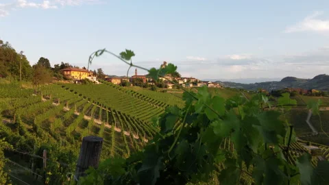 Serralunga d'Alba and vineyard in Langhe, Piedmont Video stock 202200769