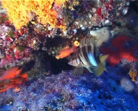 Serranus and Moray (C142) 動画素材 104761