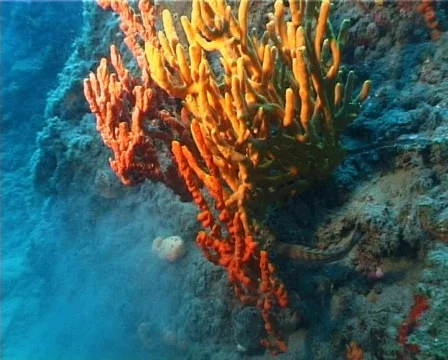 Serranus fish (D079) 動画素材 150122