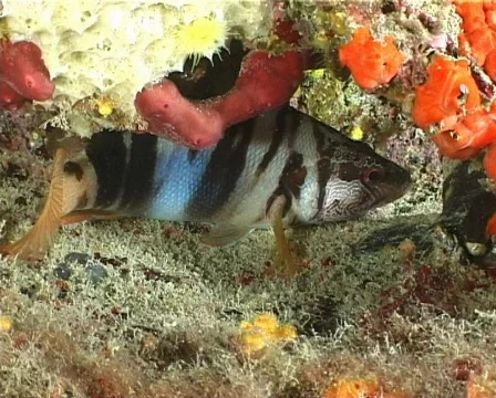 Serranus Scriba (C092) 動画素材 104000