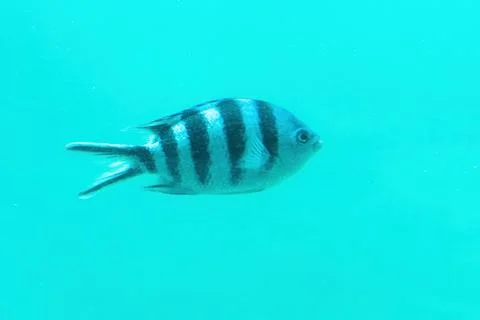 Serranus Scriba fish swims through the clear turquoise waters of the ocean Stock Photos