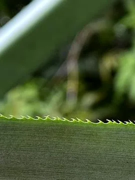 Serrated Green Leaf Edge Macro Detail in Lush Jungle Environment Stock Photos
