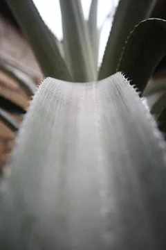 Serrated Leaf Edge Close-Up Stock Photos