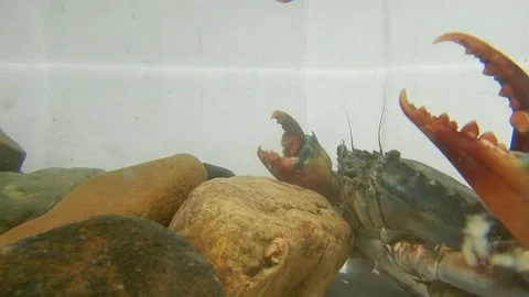 Serrated mud crab moves its claws. Video stock 167838912