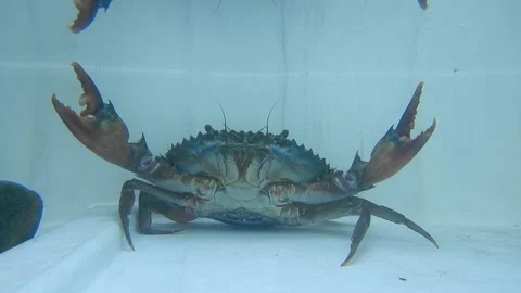 Serrated mud crab in underwater. Stock Footage 167838865