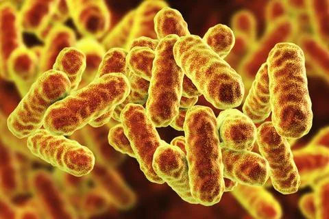 Serratia marcescens bacteria Illustrazione stock