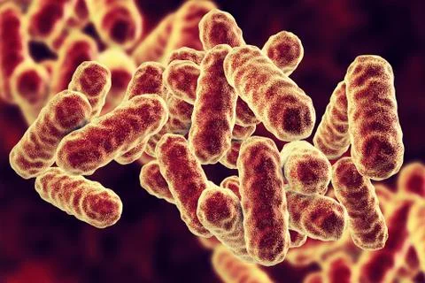 Serratia marcescens bacteria Illustrazione stock