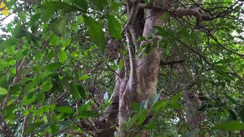 Serut Tree (Streblus asper) with Dense Green Foliage Stock Footage 342754483