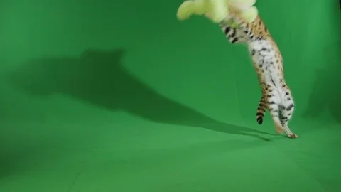 Serval bouncing around on greenscreen Stock Footage 111295561