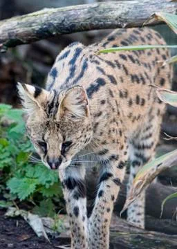 Serval in captivity Stock Photos
