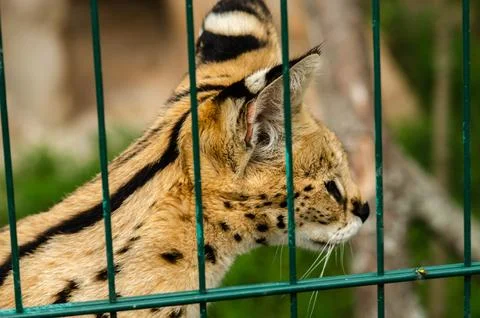 Serval cat against light background Stock Photos