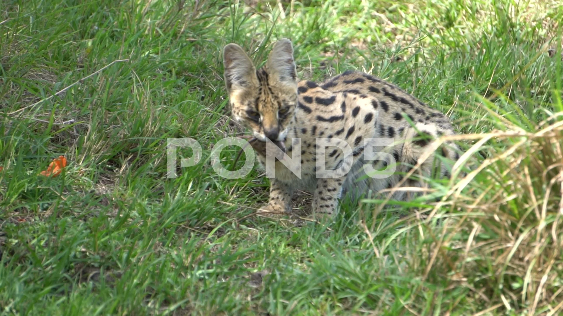 Serval eating sales