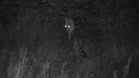 Serval cat eating a rodent Vídeo Stock 84667852