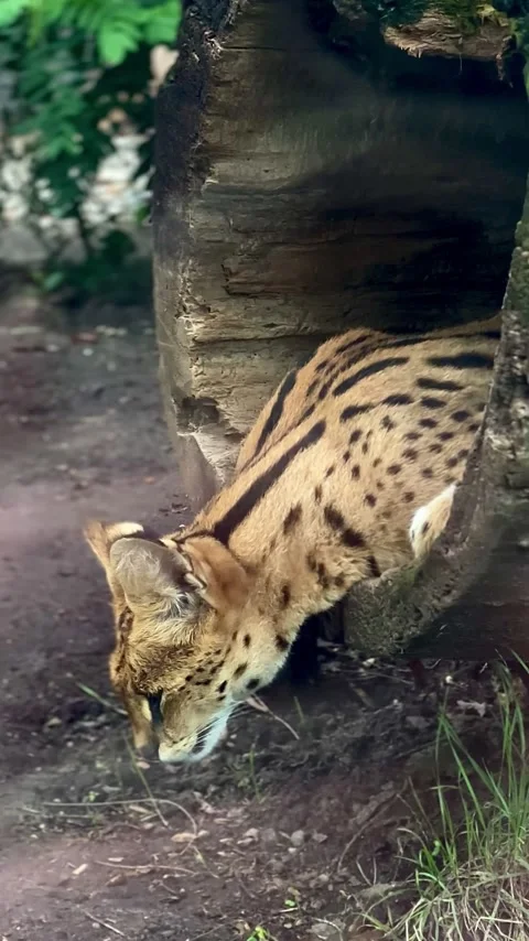 Serval cat emerging from hollow tree log Stock Footage 339368000