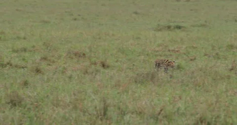 Serval cat foraging in grass Stock Footage 138070448