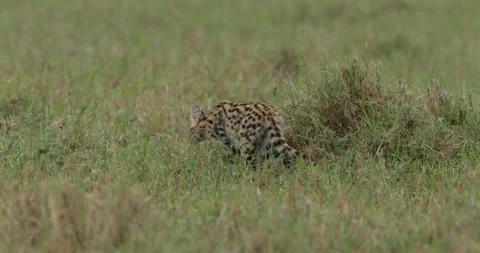 Serval cat foraging in grass Stock Footage 138070922