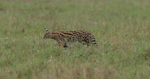 Serval cat foraging in grass Stock Footage 138071081
