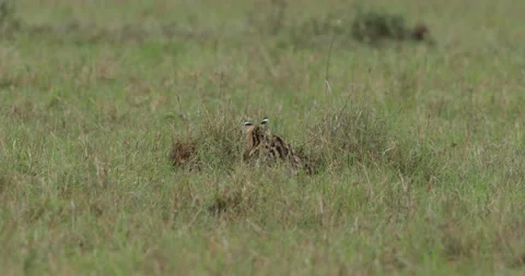 Serval cat foraging in grass Stock Footage 138071573